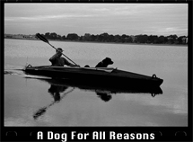 dog reasons